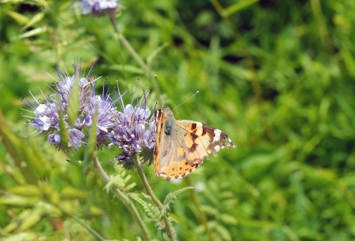 Farfalle: Vanessa cardui (vanessa del cardo)